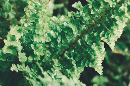 Explore the vibrant beauty of lush green fern leaves adorned with water droplets, capturing the essence of nature's tranquility in a rich outdoor setting.の写真素材