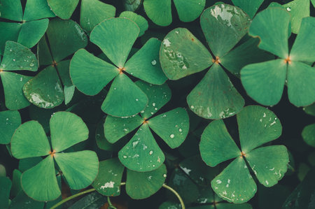 Close-up view of vibrant green leaves adorned with water droplets, showcasing the beauty of nature and the serenity of a fresh environment. Perfect for botanical themes.の写真素材