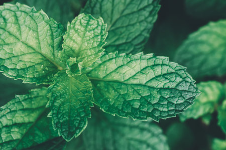 Discover the intricate details of fresh mint leaves showcasing their vibrant green colors and natural textures. Ideal for culinary and wellness themes.の写真素材