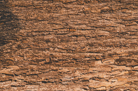 Discover the intricate patterns and textures of natural bark in this close-up image, showcasing the beauty of organic materials in a rustic design.の写真素材