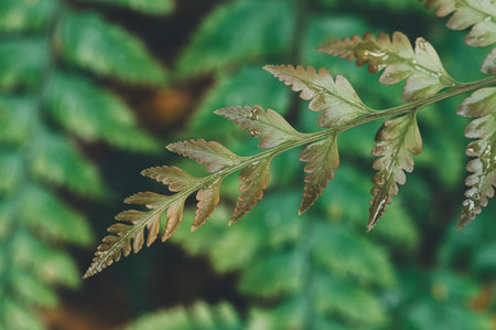 A stunning close-up image of a single fern leaf showcasing intricate textures and patterns against a lush green background, perfect for nature-themed projects.の写真素材