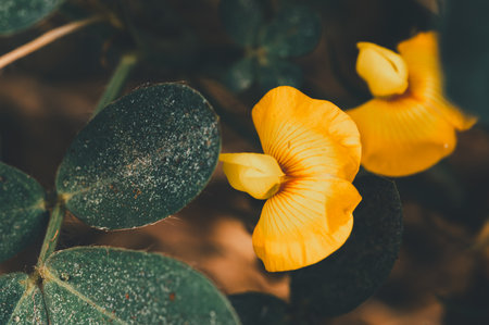 A close-up view of a vibrant yellow flower positioned among lush green leaves, showcasing delightful textures and colors in a serene natural setting.の写真素材
