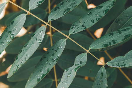 Discover the beauty of fresh green leaves adorned with raindrops, showcasing nature's delicate textures and vibrant colors, perfect for serene backgrounds.の写真素材