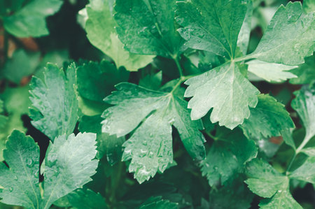 Close-up of vibrant green leaves glistening with water droplets, portraying freshness in a natural setting. Ideal for topics on gardening, herbs, and healthy living.の写真素材