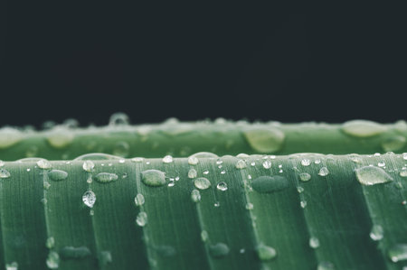 A close-up view of a green leaf with delicate water droplets enhancing its natural texture. The image captures the essence of freshness and serenity found in nature.の写真素材