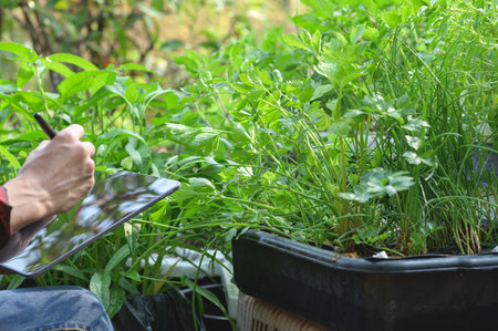 A gardener notes the thriving herbs in a lush green environment, capturing the essence of natural growth and cultivation in a serene outdoor space.の写真素材
