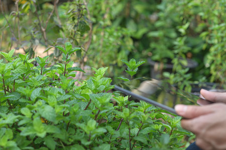 A detailed close-up of fresh mint leaves being captured with a smartphone in a lush garden. This image highlights the connection between technology and nature, ideal for gardening and culinary themes.の写真素材