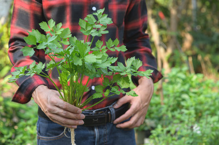A person holds a bunch of freshly harvested parsley, showcasing its vibrant green color. The background features a lush garden, promoting healthy living and organic gardening.の写真素材