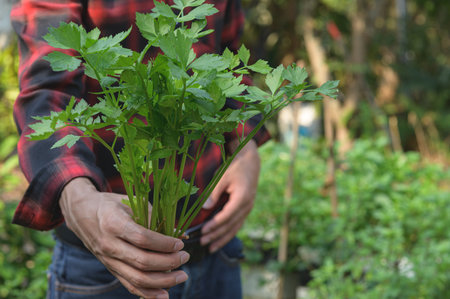 A close-up of fresh organic parsley held in hands, set against a backdrop of vibrant green plants. This image captures the essence of gardening, health, and culinary delight.の写真素材