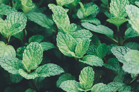 Close-up view of vibrant green mint leaves thriving in a natural garden setting, showcasing their lush texture and healthy appearance. Perfect for culinary and wellness themes.の写真素材