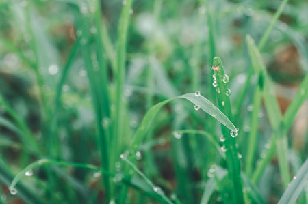 This vibrant image showcases fresh green grass covered with delicate water droplets, symbolizing nature's beauty and freshness. Perfect for eco-themed projects.の写真素材
