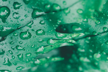 A close-up view of vibrant green leaves covered in water droplets, showcasing the beauty and...