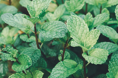 Lush green mint leaves glisten in natural light, showcasing their vibrant color and texture. Perfect for culinary dishes, teas, and freshening drinks.の写真素材