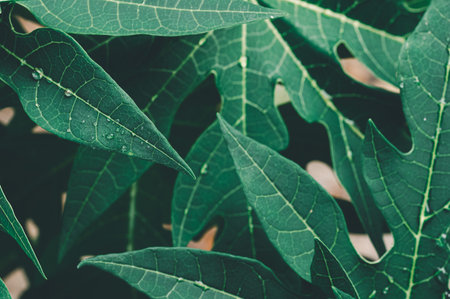 Explore the intricate details of lush green leaves featuring unique textures and veins under natural...
