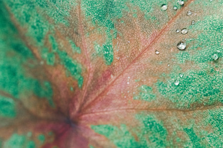 Discover the stunning details of a vibrant leaf adorned with water droplets, showcasing an intricate texture and a beautiful blend of green and red hues.の写真素材