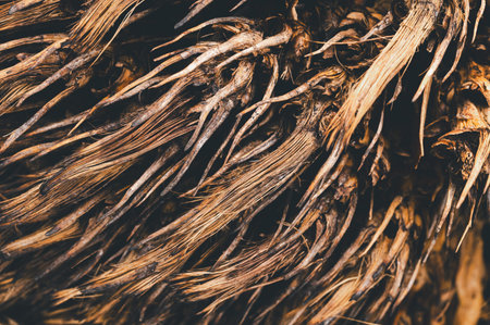 Explore the detailed close-up of natural roots showcasing intricate textures and twisted fibers....