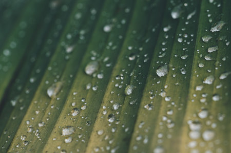 Discover the beauty of nature with this close-up shot of water droplets on a green leaf. The intricate details and fresh appearance evoke a sense of tranquility and vitality.の写真素材