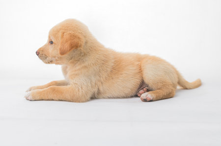 This adorable golden puppy lies peacefully on a white background, showcasing its soft fur and innocent expression. A perfect image for pet lovers.の写真素材