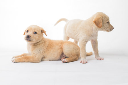 Two playful baby puppies with soft fur explore a white background. Their innocent expressions and lovable demeanor capture the joy of companionship and playfulness.の写真素材