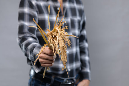 A close-up view of a hand holding dried wheat stalks against a gray background, symbolizing...