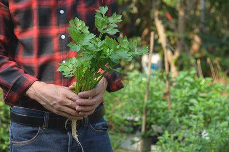 A gardener holds a vibrant bunch of freshly harvested parsley in an outdoor garden. The lush greenery highlights the beauty of organic farming and healthy eating.の写真素材