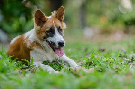 A playful dog relaxes on lush green grass, enjoying the warm sunlight. Its joyful expression captures the essence of outdoor leisure and companionship.の写真素材