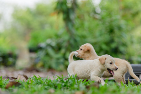 Two lively puppies explore a vibrant garden, showcasing playful interactions amidst lush greenery, evoking feelings of happiness and innocence.の写真素材