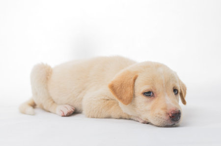 A charming young puppy rests on a white background, showcasing its relaxed demeanor and endearing expression. Perfect for pet-themed projects.の写真素材