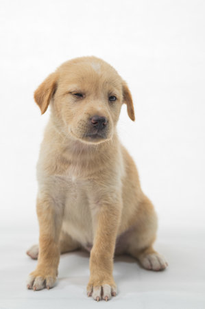 This charming puppy features golden fur and a playful yet calm demeanor, making it an ideal subject for capturing the essence of youthful innocence.の写真素材