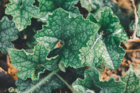 A beautiful close-up of green textured leaves showcasing the intricate patterns and natural beauty...