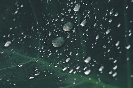 Beautiful close-up image of water droplets resting on a vibrant green leaf surface. The interplay of light and moisture creates a serene and calming visual experience.の写真素材