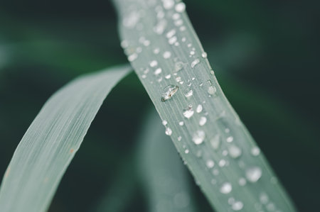 This close-up image captures the beauty of water drops resting on a green leaf, highlighting intricate details and a soft-focus background. Perfect for nature themes.の写真素材