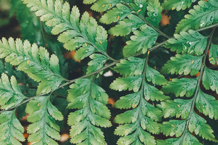 A stunning close-up photo of vibrant green fern leaves adorned with delicate water droplets. Perfect for nature themes, botanical projects, or eco-friendly designs.の写真素材