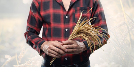 A man in a red plaid shirt holds a sheaf of wheat in a tranquil field. This image captures the essence of rural life and the beauty of harvest season.の写真素材