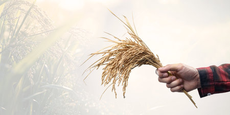 A hand holds a fresh stalk of rice amidst a golden field under gentle sunset light, symbolizing the essence of agriculture and the beauty of harvest season.の写真素材