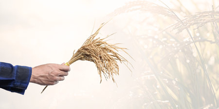 A close-up image of a hand holding a fresh bunch of rice stalks, set against a soft, natural background that highlights the beauty of agriculture and rural life.の写真素材