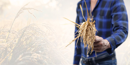 A person holds a bunch of freshly harvested rice in a serene agricultural field. The image captures the essence of farming, nature, and the beauty of rural life.の写真素材