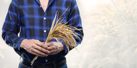 A man in a blue plaid shirt holds a sheaf of wheat in his hands, set against a soft background of grain fields. Perfect for agricultural themes.の写真素材