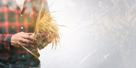 A person holds a bundle of golden wheat grain in a sunlit agricultural field, showcasing the beauty of nature and the essence of harvest time.の写真素材