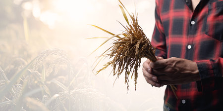 A farmer is holding a fresh rice crop in his hands, showcasing the beauty of agricultural life. The background features soft sunlight and hints of a rural landscape.の写真素材
