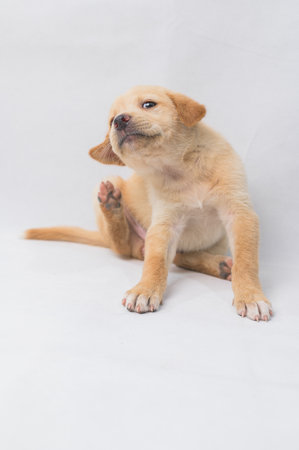 A light beige puppy appears to scratch an itch, showcasing its charming personality and playful nature. Ideal for pet-related themes and projects.の写真素材