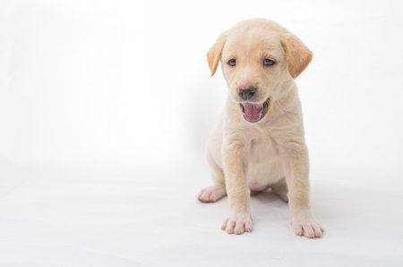 A cute playful puppy displays a joyful expression while sitting against a clean white background, capturing the essence of innocence and warmth.の写真素材