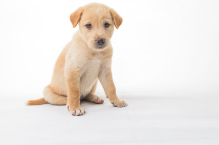 This adorable light tan puppy sits on a clean white background, looking curious and sweet. Perfect for animal lovers and pet-themed projects.の写真素材
