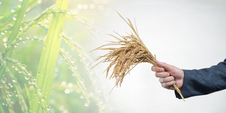 A businessman holds fresh rice crops in his hand, showcasing the connection between agriculture and trade. The image highlights farming in a modern business context.の写真素材