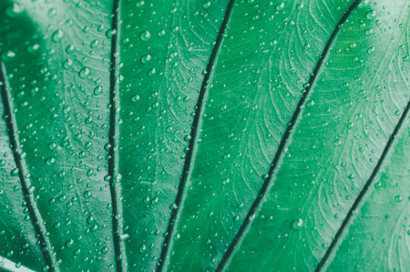 Discover the intricate details of a fresh green leaf adorned with water droplets, highlighting the beauty of nature and tranquility in a close-up shot.の写真素材