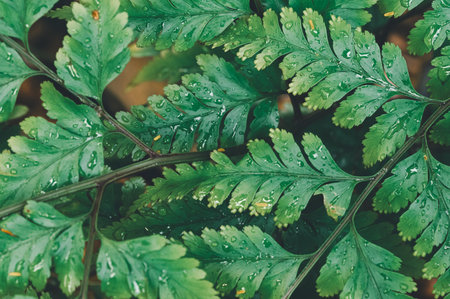 Close-up shot of lush green fern leaves adorned with fresh water droplets, creating a vibrant and peaceful natural scene perfect for botanical themes.の写真素材