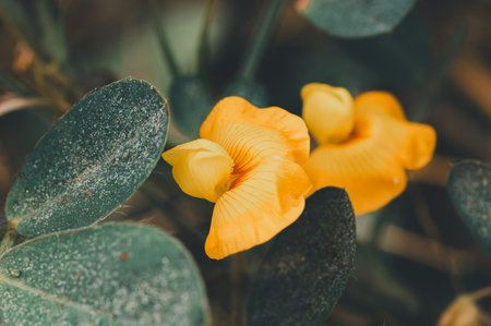Discover striking yellow flowers nestled among lush green leaves, capturing the essence of nature's beauty in this serene outdoor setting. Perfect for nature enthusiasts.の写真素材