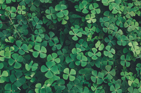 A dense carpet of vibrant green clover leaves fills the ground, showcasing a rich texture and a natural ambiance perfect for environmental themes.の写真素材