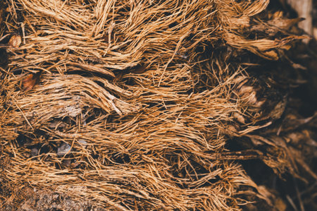 Explore the intricate details of natural brown fibers in this close-up image. The organic material showcases a rustic texture, perfect for nature-themed projects.の写真素材