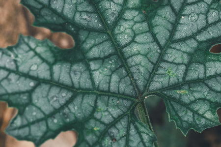 This close-up image showcases a vibrant green leaf adorned with delicate water droplets, highlighting the intricate vein patterns and organic textures found in nature.の写真素材